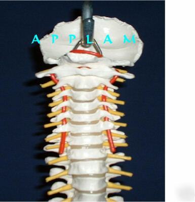 3B scientific vertebrae spine column anatomical model