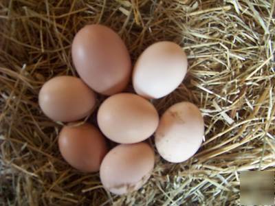 10+ light sussex hatching eggs 
