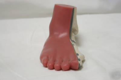 3 piece foot model set number human anatomical aide 