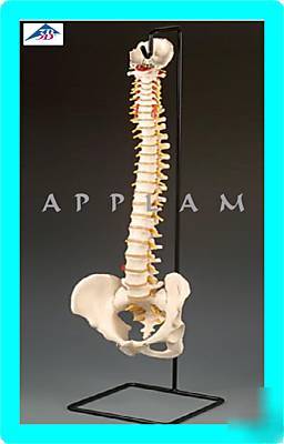 3B scientific vertebrae spine column anatomical model