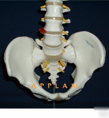 3B scientific vertebrae spine column anatomical model