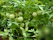 Cardiospermum halicacabum (balloon vine)500GM powder 