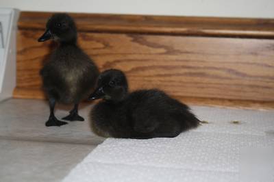 Black east indies duck hatching eggs ( 7+)