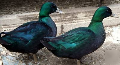 Black east indies duck hatching eggs ( 7+)