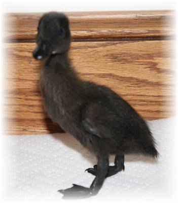 Black east indies duck hatching eggs ( 7+)