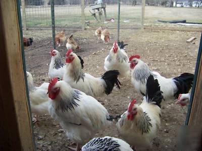 10+ light sussex hatching eggs 