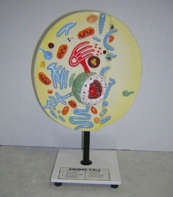 New animal cell - anatomical model 15