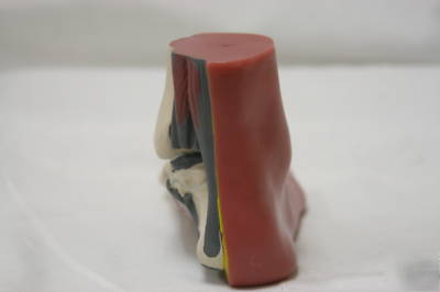 3 piece foot model set number human anatomical aide 