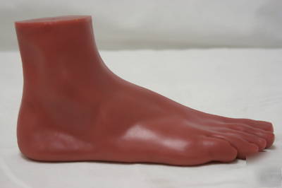 3 piece foot model set number human anatomical aide 