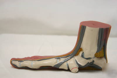 3 piece foot model set number human anatomical aide 