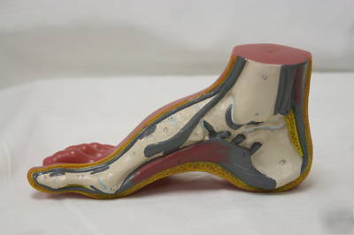 3 piece foot model set number human anatomical aide 