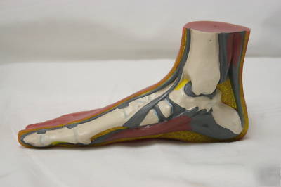 3 piece foot model set number human anatomical aide 